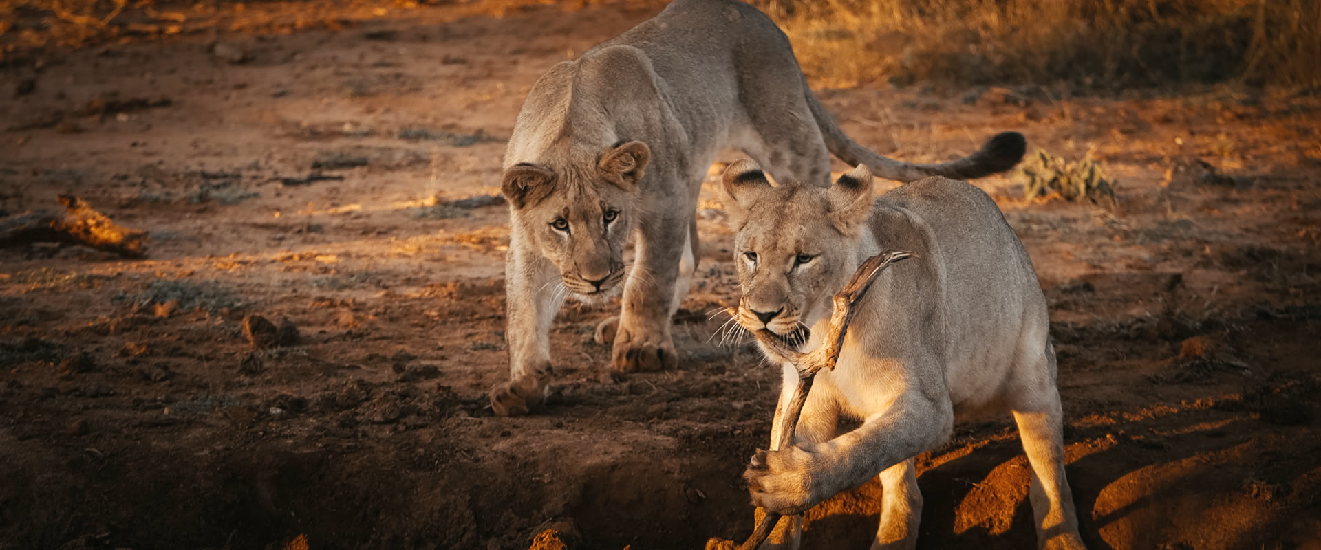 3 Days Tsavo East Safari from Mombasa – Ultimate Tsavo East Wildlife Tour