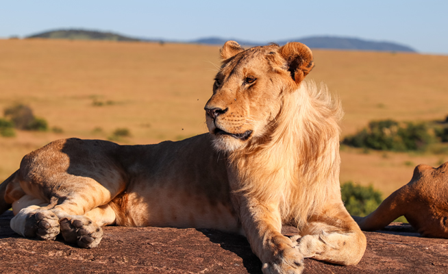 4 Days Masai Mara Air Safari from Nairobi Fly-in Kenya Big Five Safari_3