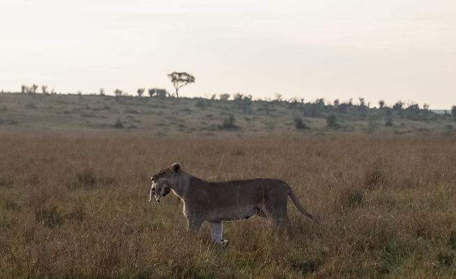 4 Days Masai Mara Air Safari from Nairobi Fly-in Kenya Big Five Safari_4