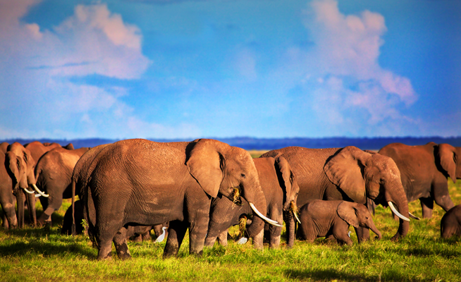 Short safari from Mombasa to Tsavo East National Park_1