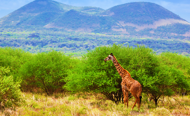 Short safari from Mombasa to Tsavo East National Park_2