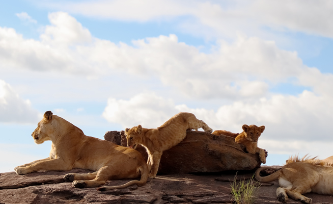 Short safari from Mombasa to Tsavo East National Park_4