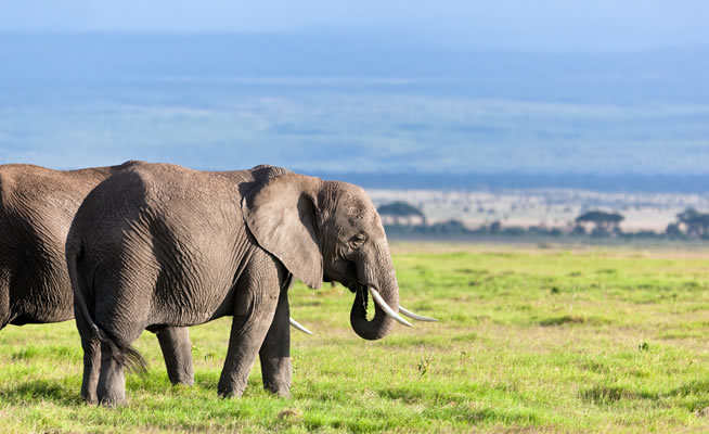 amboseli_
