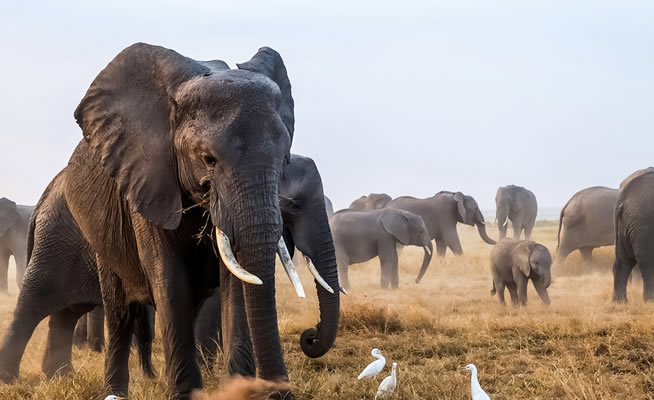amboseli_4